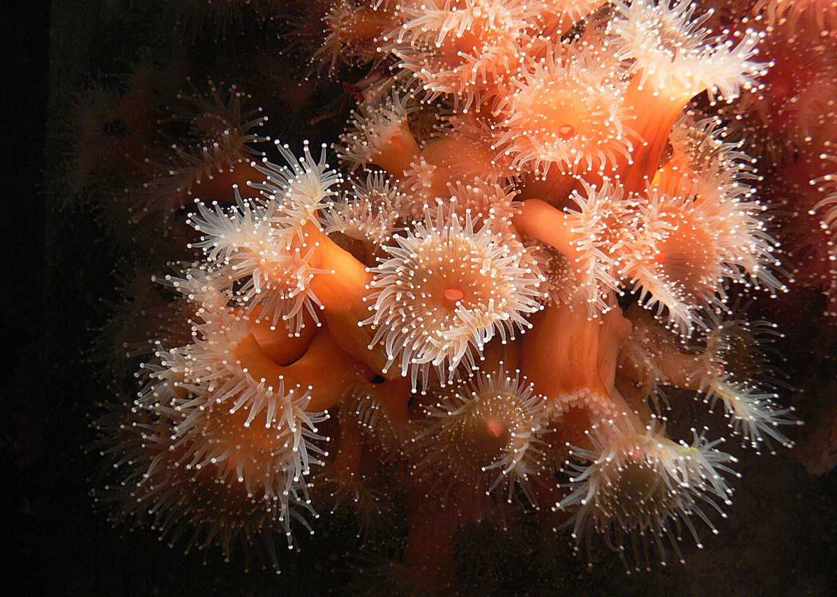 Медузы. красивые и опасные обитатели морей и океанов