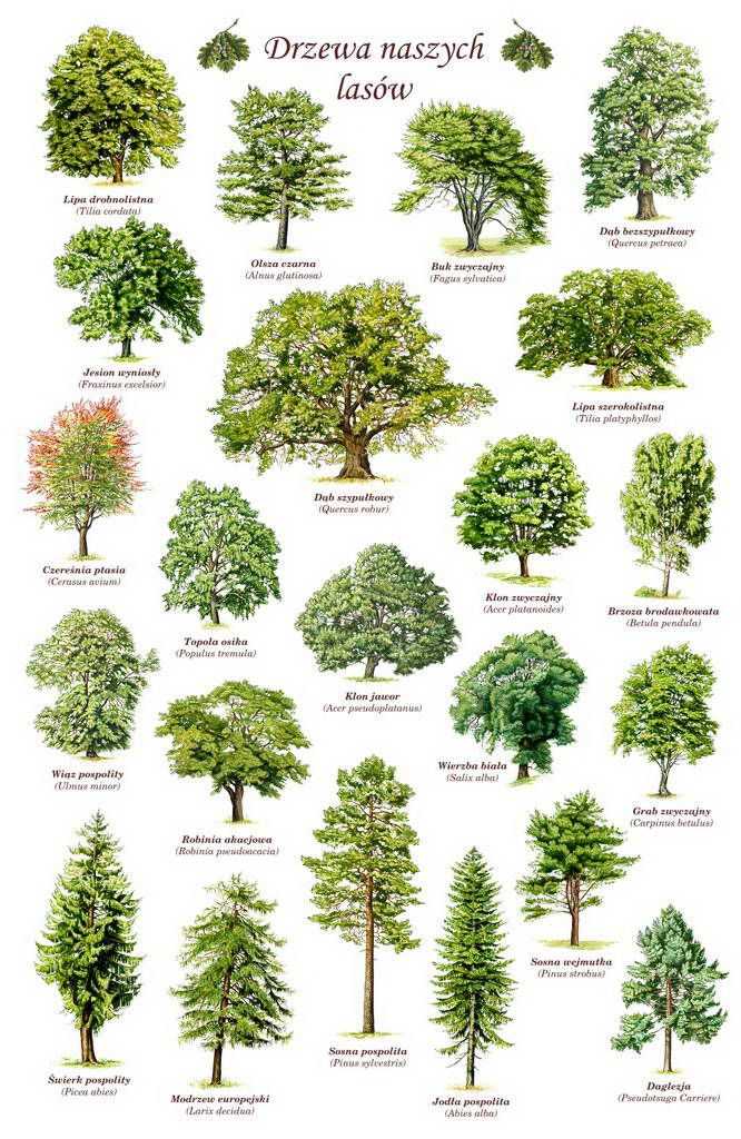 28 лиственных деревьев: фото и названия с описанями и видами
