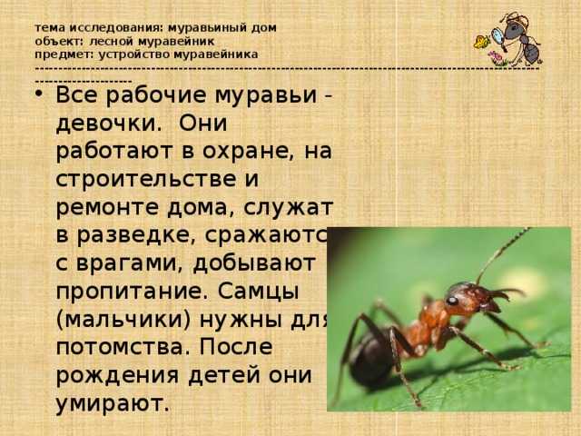 Сколько слов в слове муравей. Информация про муравья для дошкольников. Муравей информация для детей. Презентация про муравьев. Статья про муравьев.