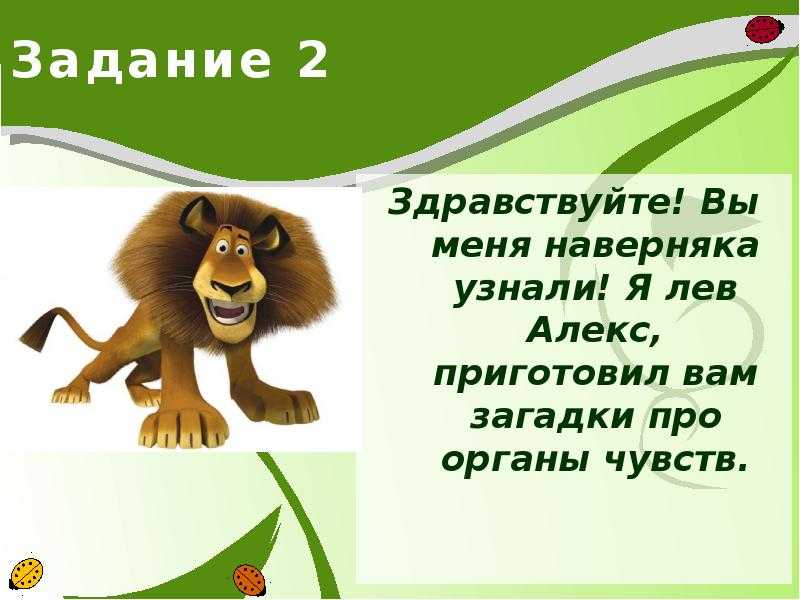 Загадки про животных с ответами