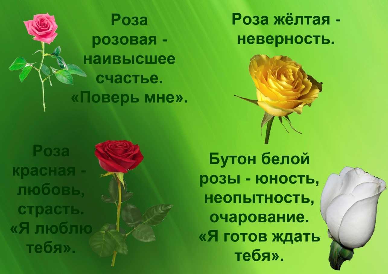 Красивые розы стихи. Стих про розу. Стих про розу для детей. Красивые стихи о цветах розах. Стих про розу цветок.