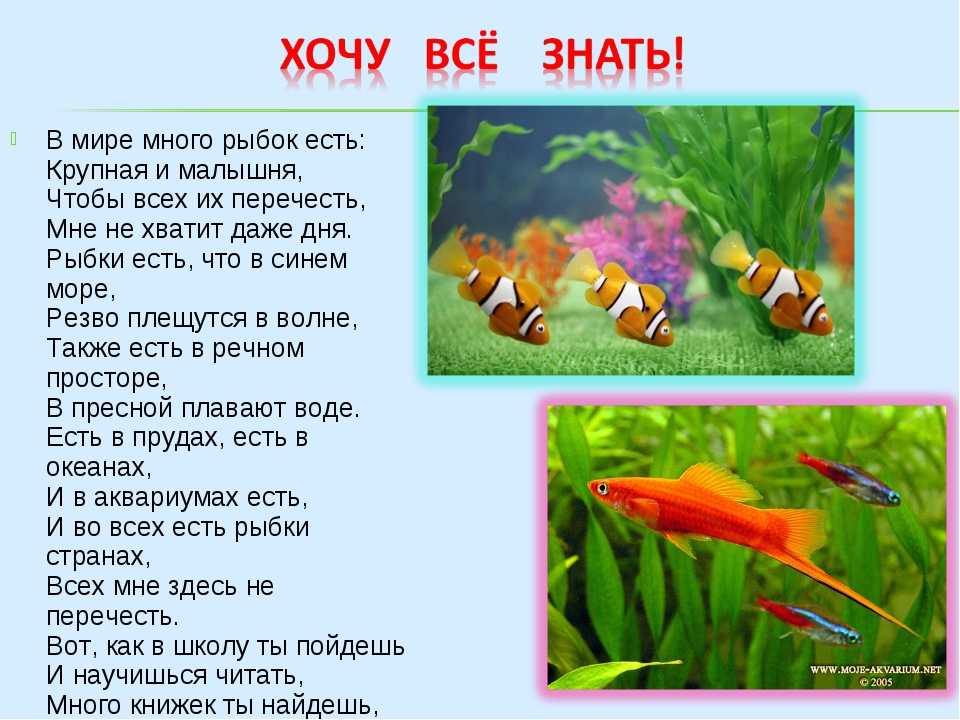 Падеж аквариумные рыбки. Стихи про рыб. Стихи про аквариумных рыбок. Стихи об аквариумных рыбках для дошкольников. Стихотворение о рыбах для дошкольников.