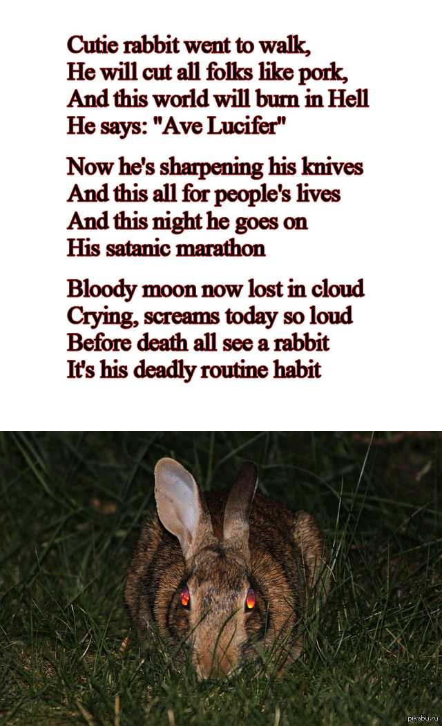 Загадки, пословицы и стихи о зайце