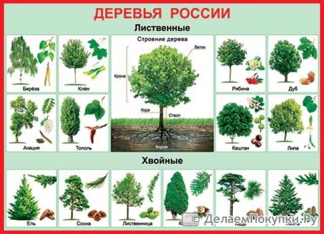 Все деревья россии