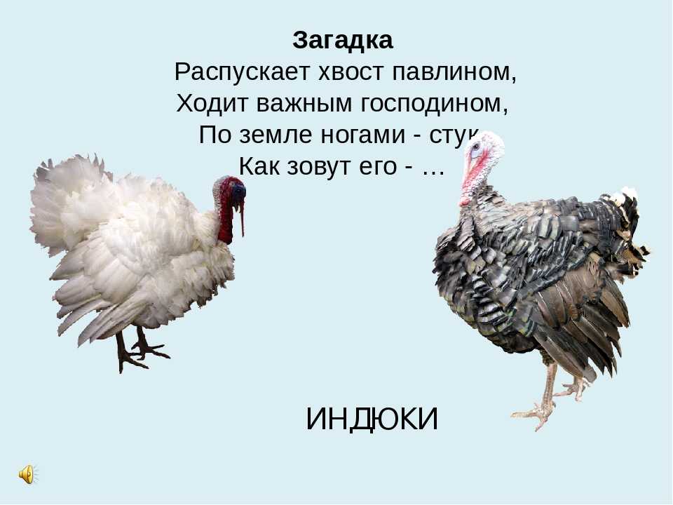 10 примет о птицах, предвещающих беду