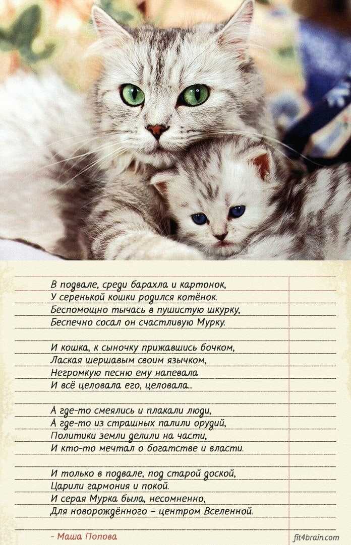 Картинки стихи про кошек