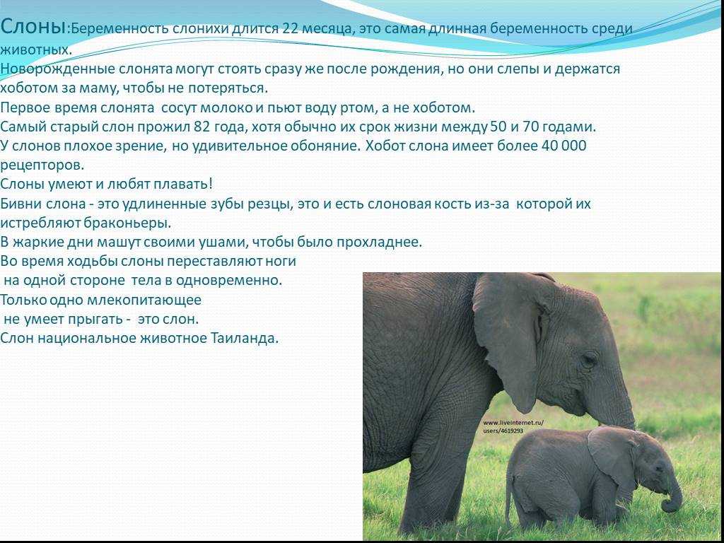 Почему слониха вынашивает слоненка 18 месяцев
