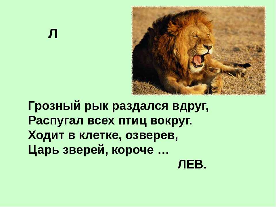 Загадки про животных с ответами для 2-3 класса