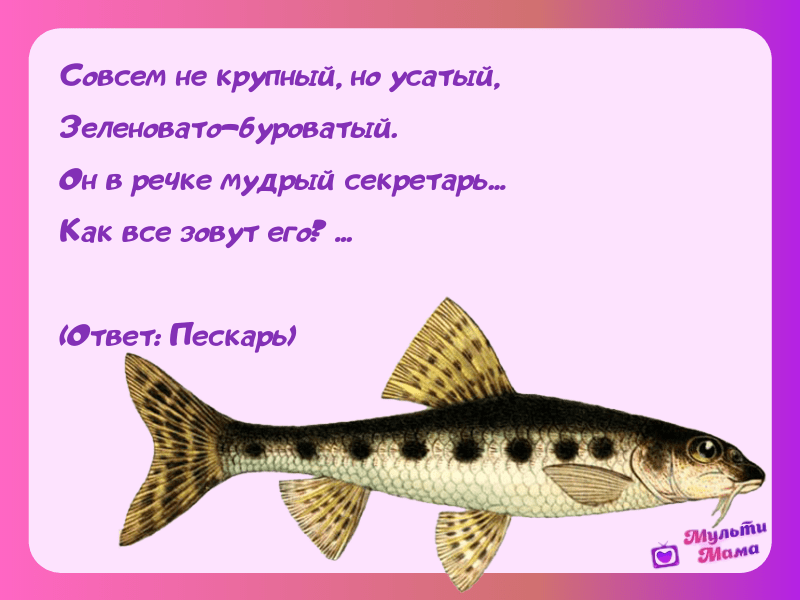 🚩 9 удивительных фактов о щуке: эта рыбка поразит вас