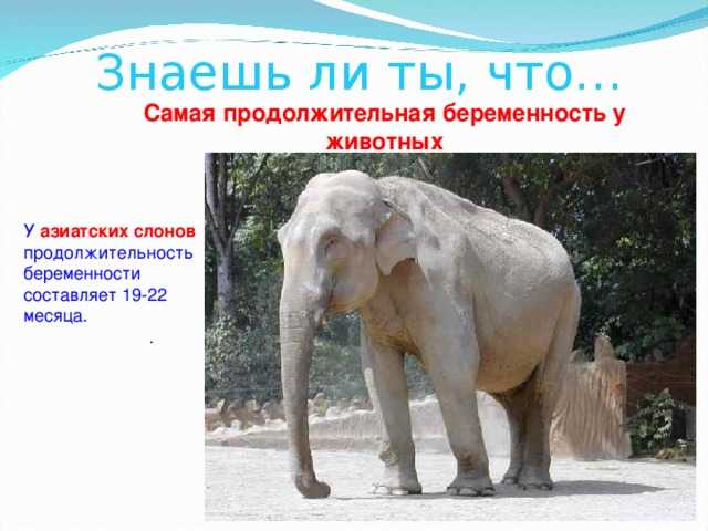 ᐉ сколько ходит беременный слон и как происходит вынашивание слоненка - zoopalitra-spb.ru