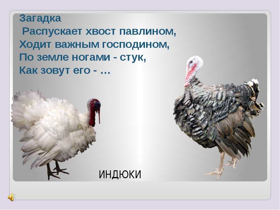 Загадки про птиц для детей 6-7 лет с ответами