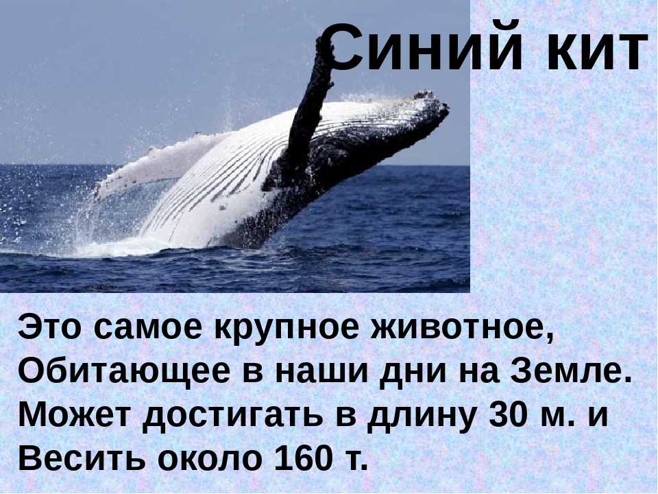 Сердце синего кита весит семьсот килограммов. Загадка про кита. Загадки про китов для детей. Загадка про кита для детей. Детские загадки про кита.