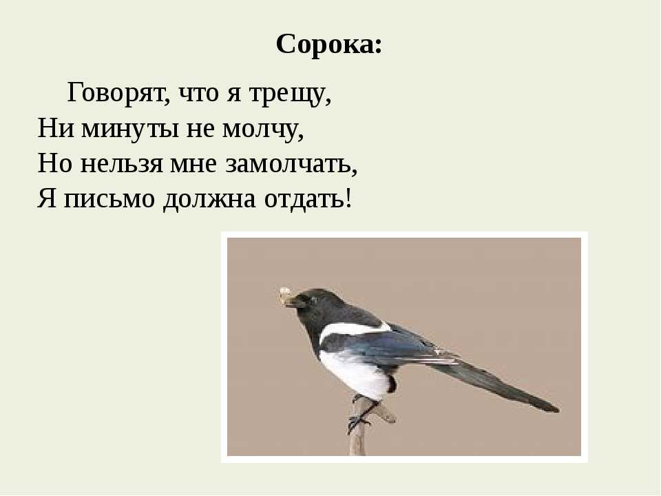 Сорока разобрать. Загадка про сороку для детей. Сорока. Загадка про сороку для дошкольников. Сорока для детей.