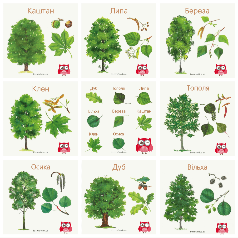 Дерево на начало слова. Лиственные деревья и кустарники средней полосы России. Листопадные деревья список названий. Лиственные деревья и их плоды. Названия деревьев с картинками.