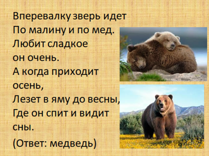 Загадки про медведя