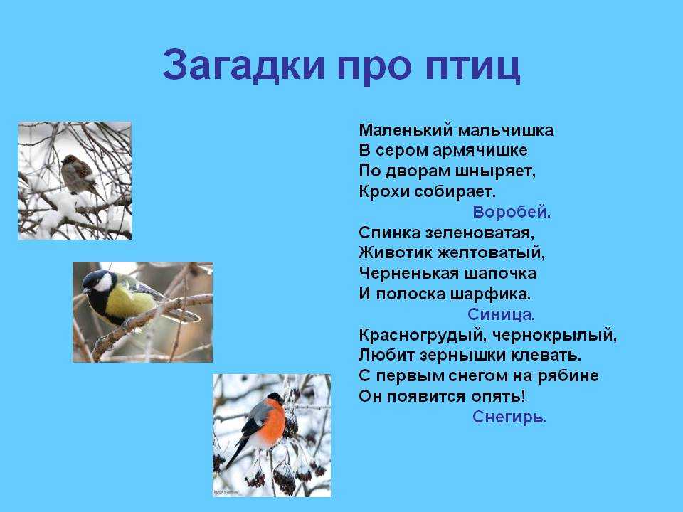 Серая цапля - необычный хищник болот, описание и фотографии птицы | я - краевед