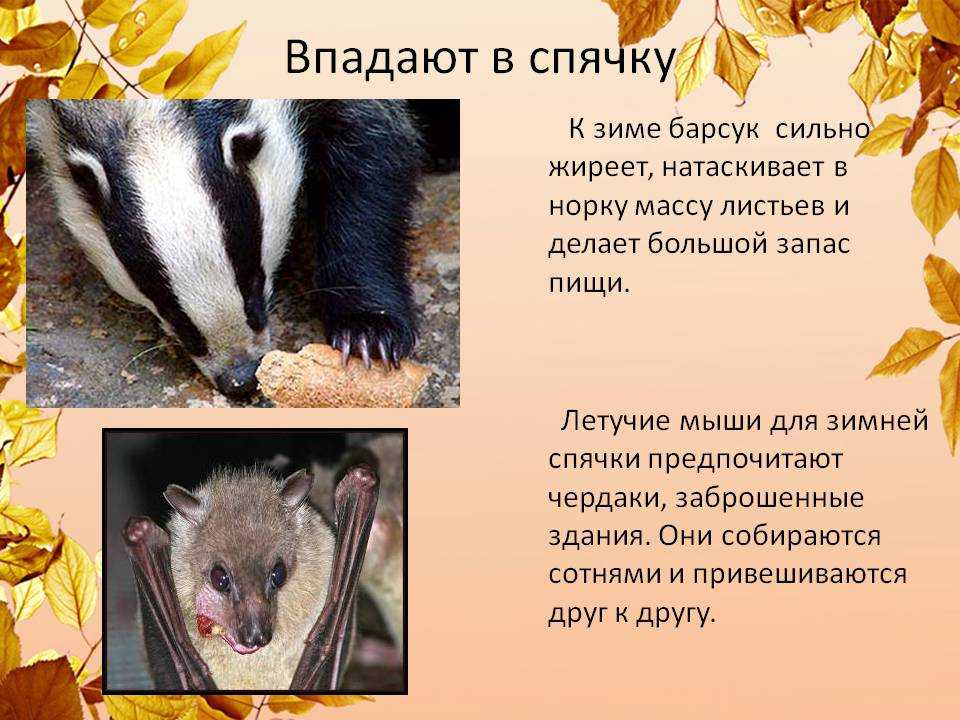 Какие животные впадают в спячку зимой и почему?