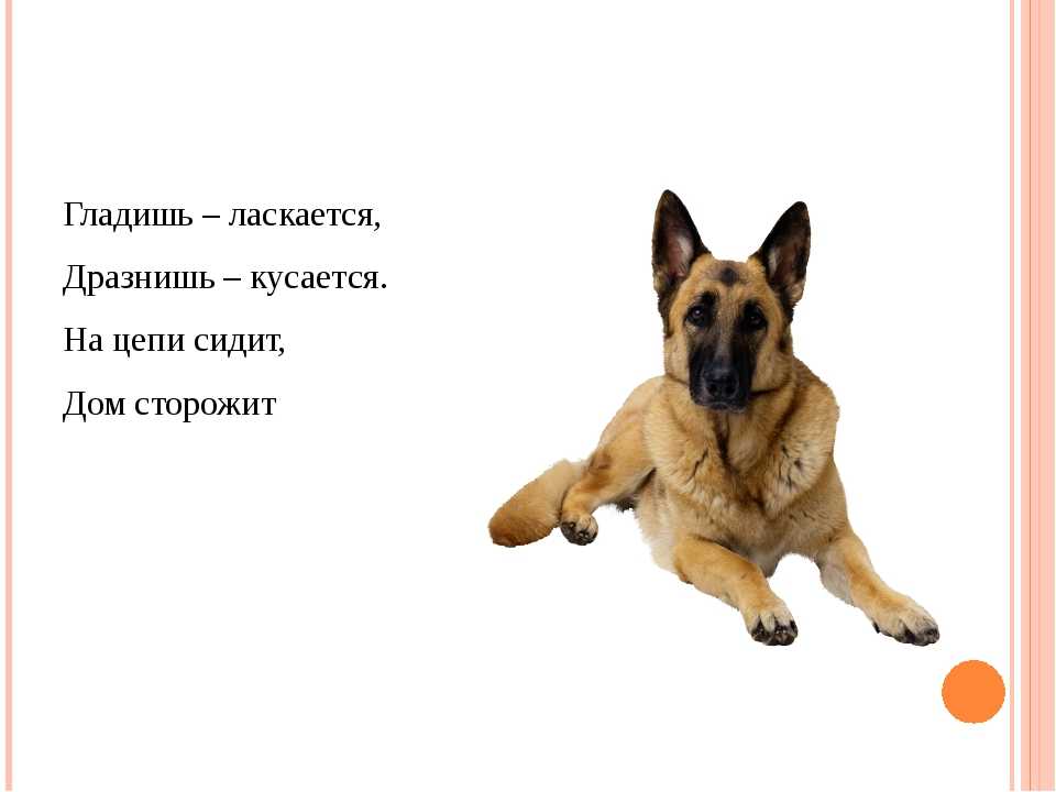 Лучшие загадки для детей 5-6 лет с ответами (можно распечатать!)