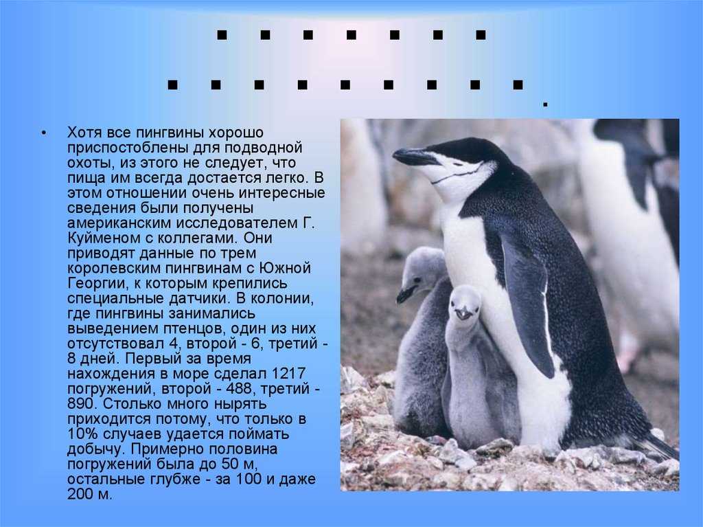 Про пингвина рассказ 1. Доклад про пингвинов. Презентация на тему пингвины. Пингвины презентация для детей. Рассказ о пингвине.