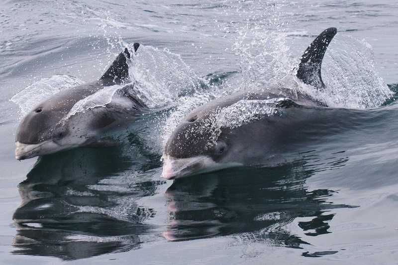 Беломордый дельфин  фото, описание, ареал, питание, враги