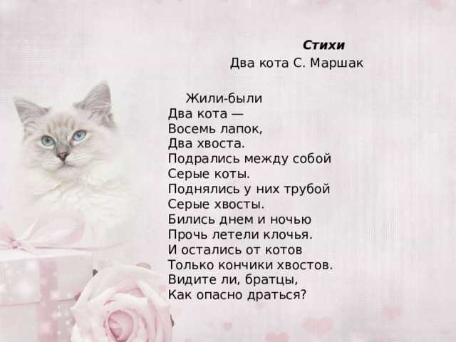 Стихи про кошку для детей | 27 забавных стихов про кота