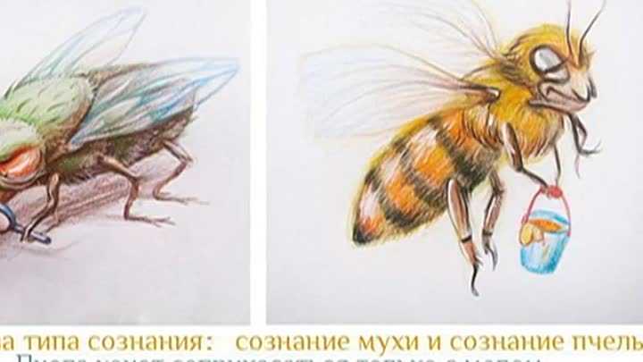 Пчелы не тратят время на мух картинка