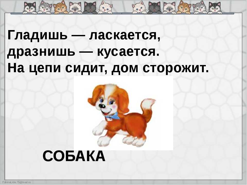 ᐉ загадки про собаку для детей 8 лет - zoomanji.ru