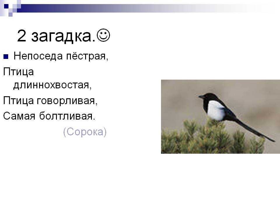 Краткое содержание сорока. Загадка про сороку. Загадка про сороку для детей. Загадка про сороку для дошкольников. Загадка Непоседа пестрая птица длиннохвостая.