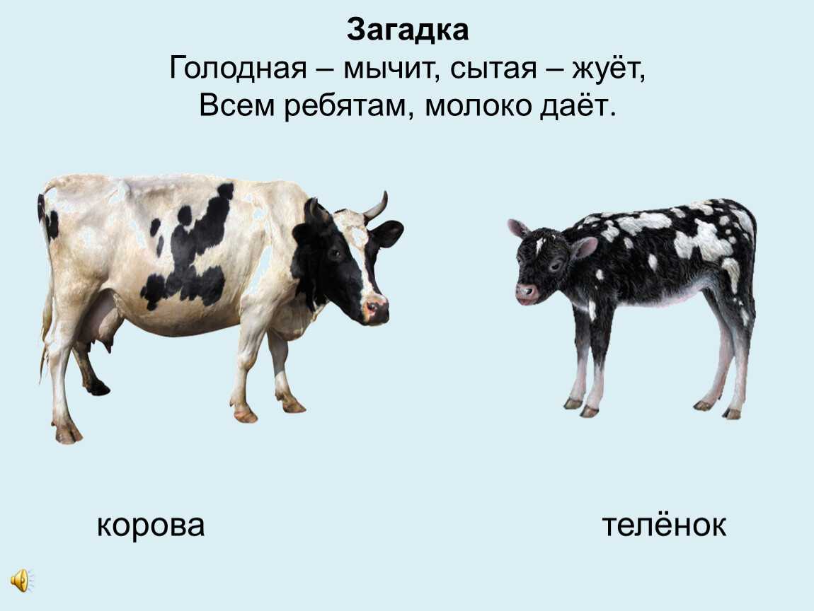 Детские загадки про корову с ответами