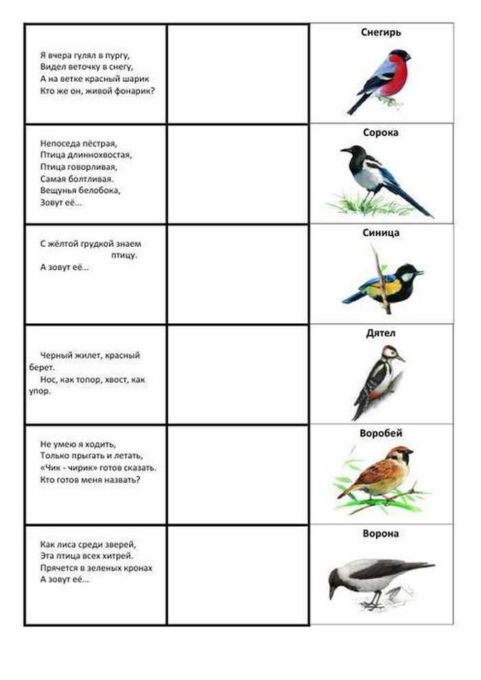 Загадки про птиц для детей - 130 крылатых загадок