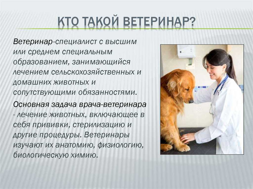Профессия ветеринар: кто такой, чем занимается, что нужно, чтобы стать — описание, плюсы и минусы для женщин — profylady