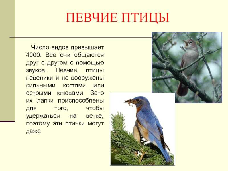 Певчие птицы, их названия, особенности, виды и фото