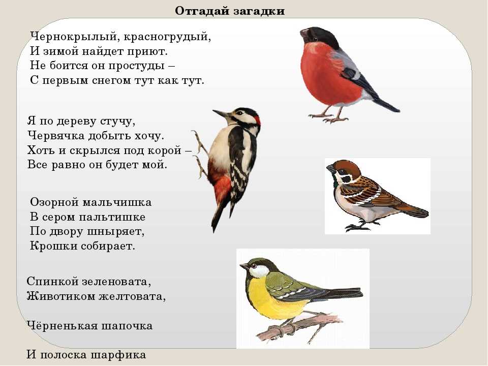 Загадки про птиц с ответами для 2-3 класса