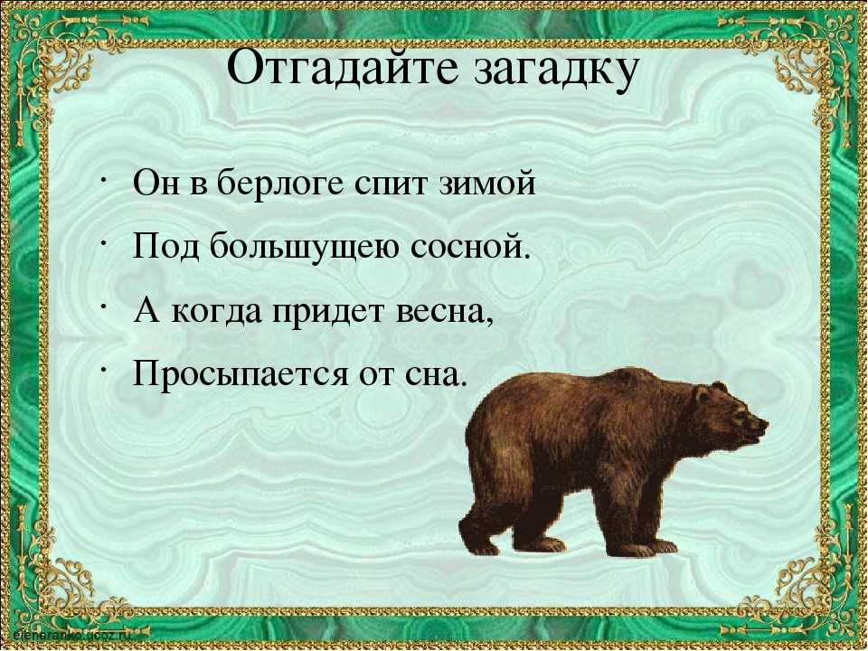 25 интересных фактов о белых медведях – zagge.ru