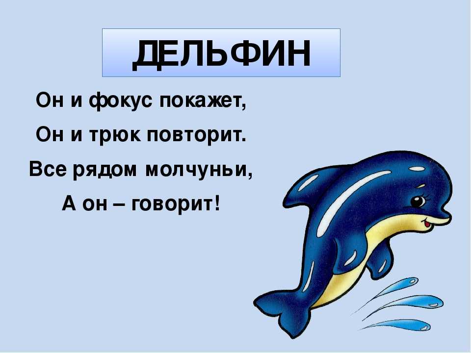 Загадки про морских животных @мадам маман www.madame.ucoz.ru. - презентация