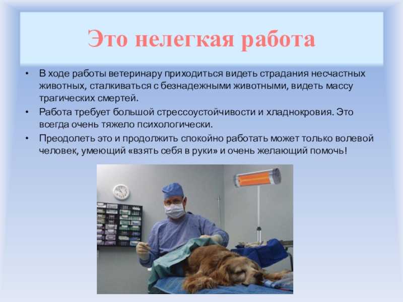 Чем профессия ветеринар полезна обществу, стоит ли идти учиться, как стать хорошим специалистом