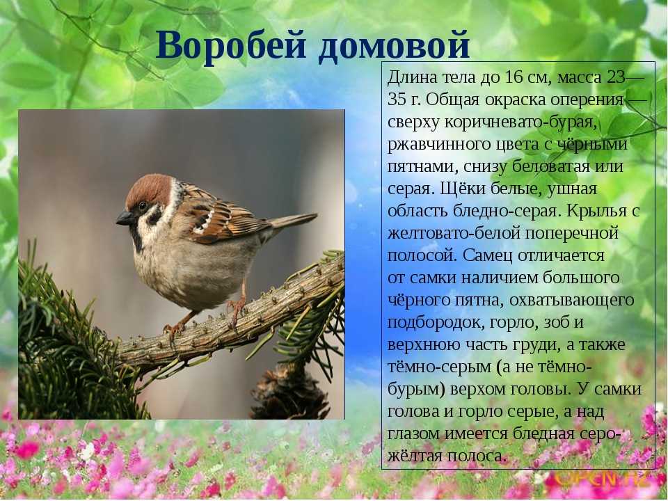 Стихи про птиц для детей 3-4-5 лет короткие для детского сада