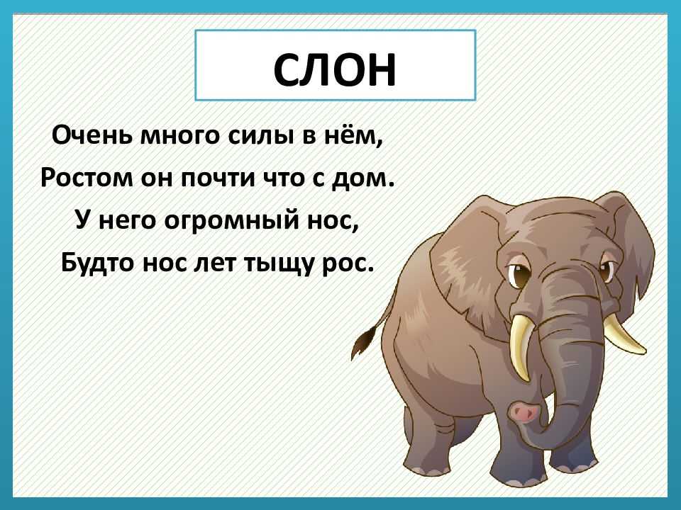 Окончание слова слонов. Загадка про слона. Загадки о животных. Загадки про зверей. Загадки про животных для детей.