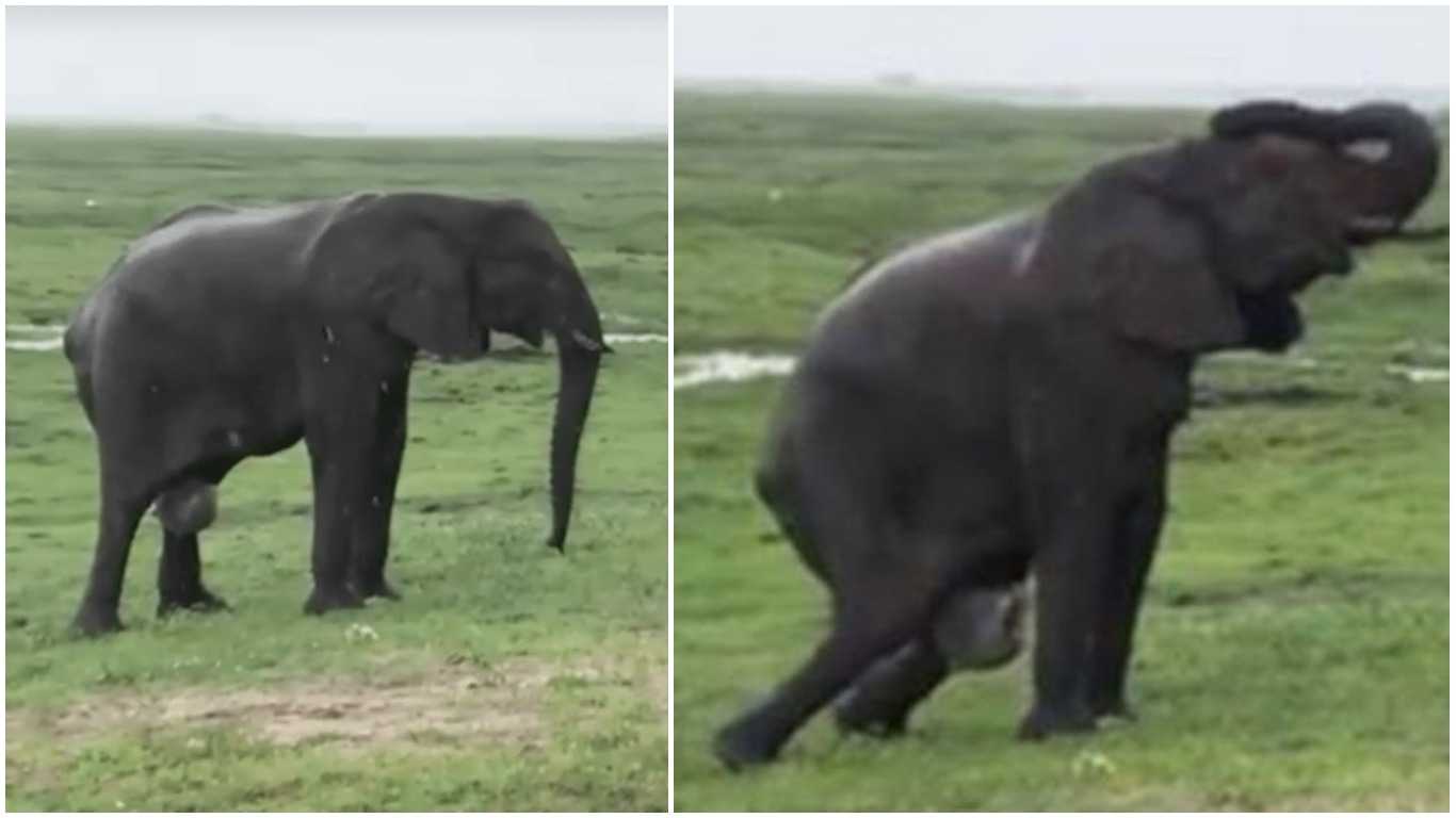 Слон – добродушный гигант