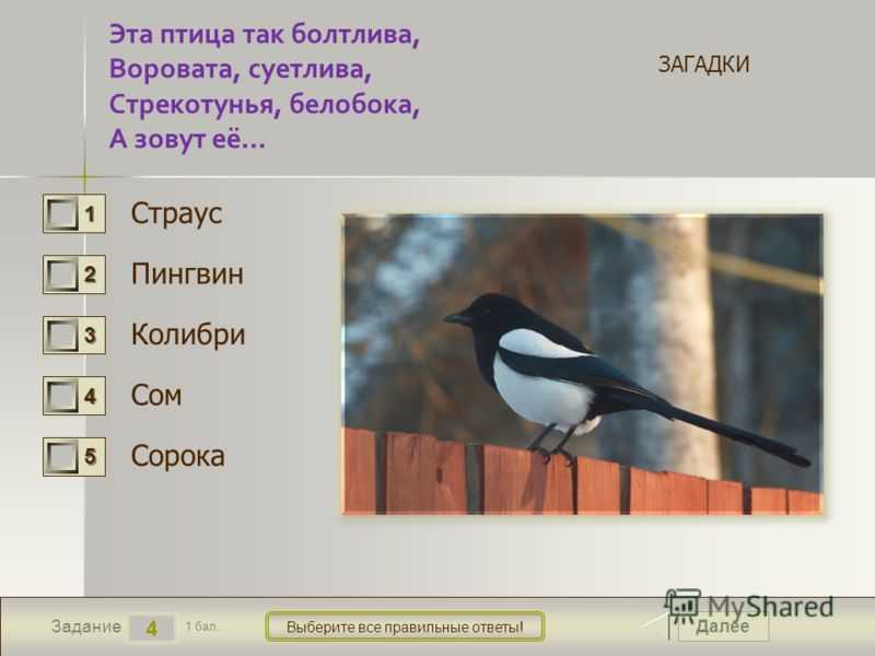 Сорока составь предложение. Загадка про сороку. Загадка про сороку для детей. Загадка про сороку для дошкольников. Стихи о Сороке для детей дошкольного.