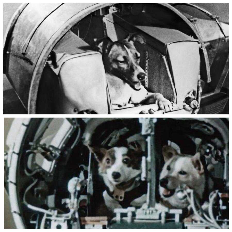 В каком году полетели собаки в космос. Гагарин и белка и стрелка. Белка и стрелка полёт в космос 1958. Собаки белка и стрелка в космосе. Космос Гагарин белка и стрелка.