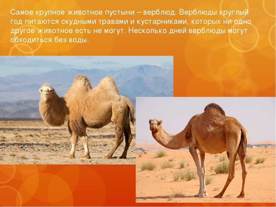 Какие животные обитают в пустынях и полупустынях. Пустыни и полупустыни животный мир. Пустыни и полупустыни России животный мир. Пустыни полупустыни верблюд. Пустыни и полупустыни Африки животные.