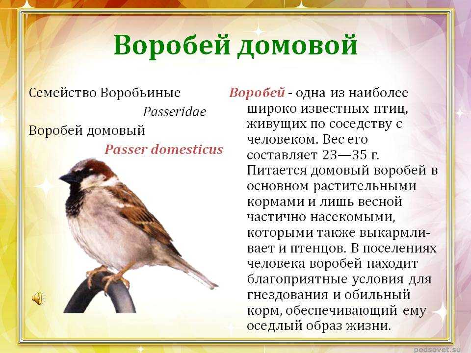 Стихотворения про птиц для дошкольников