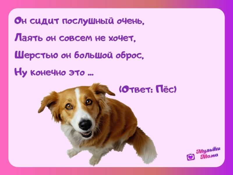 Загадки про собаку - подготовка к школе и развивающие задания для детей мама7я