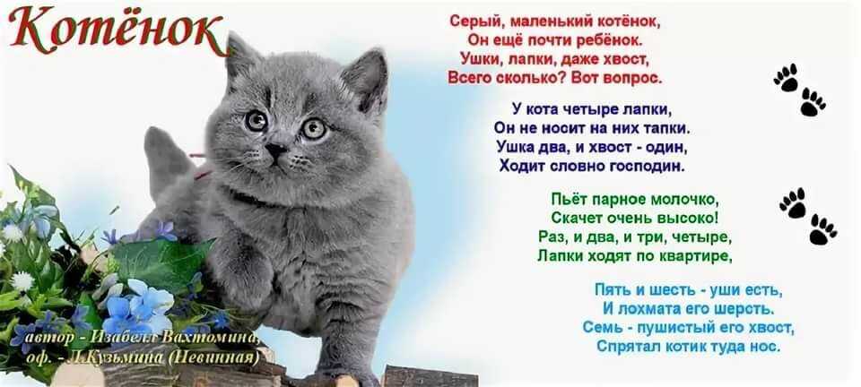 Песня про белого кота. Стихи про котят. Стих про котяру. Стихотворение про котенка. Стих про котика.