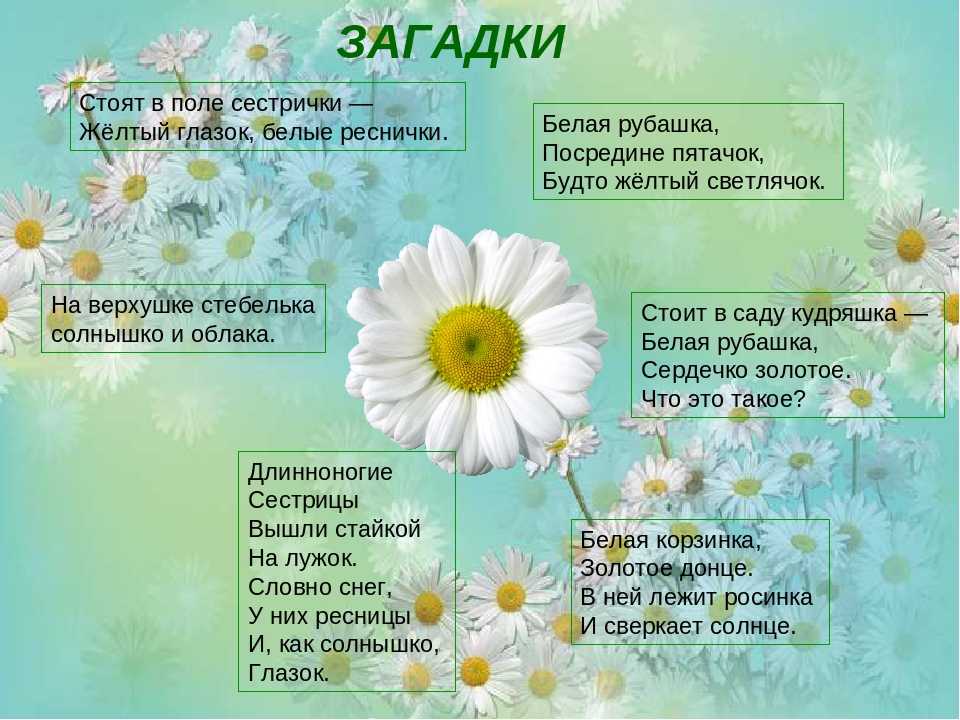 Стихи про цветы для детей | красивые короткие стихи про цветы