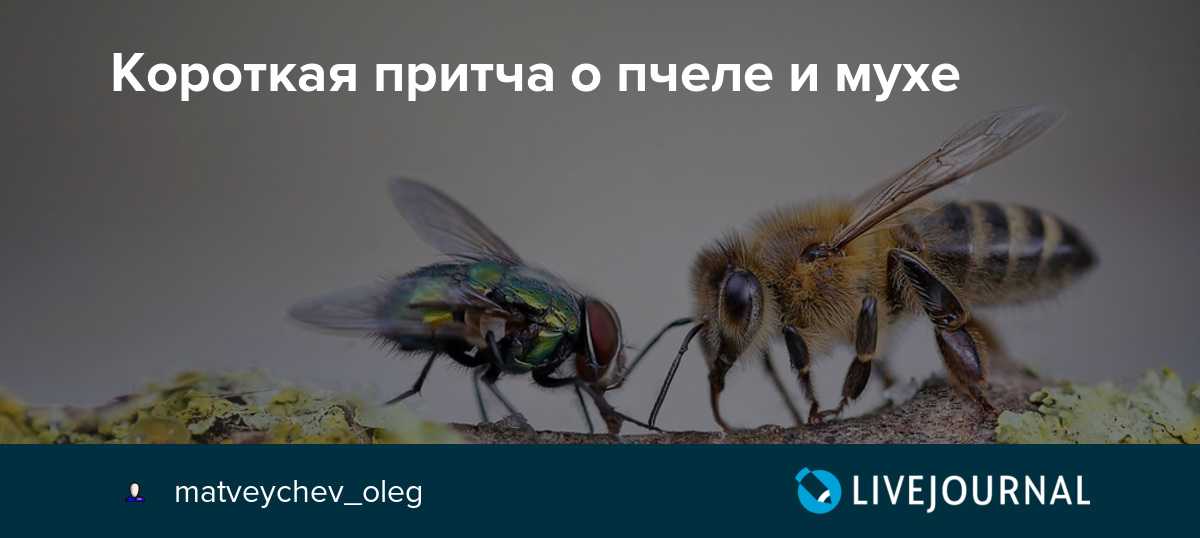 Притча про мух. Муха и пчела. Короткая притча о пчеле и мухе. Навозные мухи и пчелы. Сознание мухи.