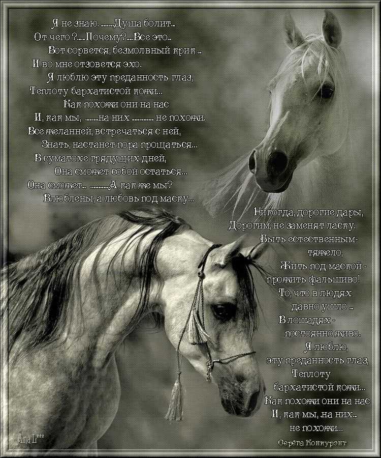 Статусы про лошадей