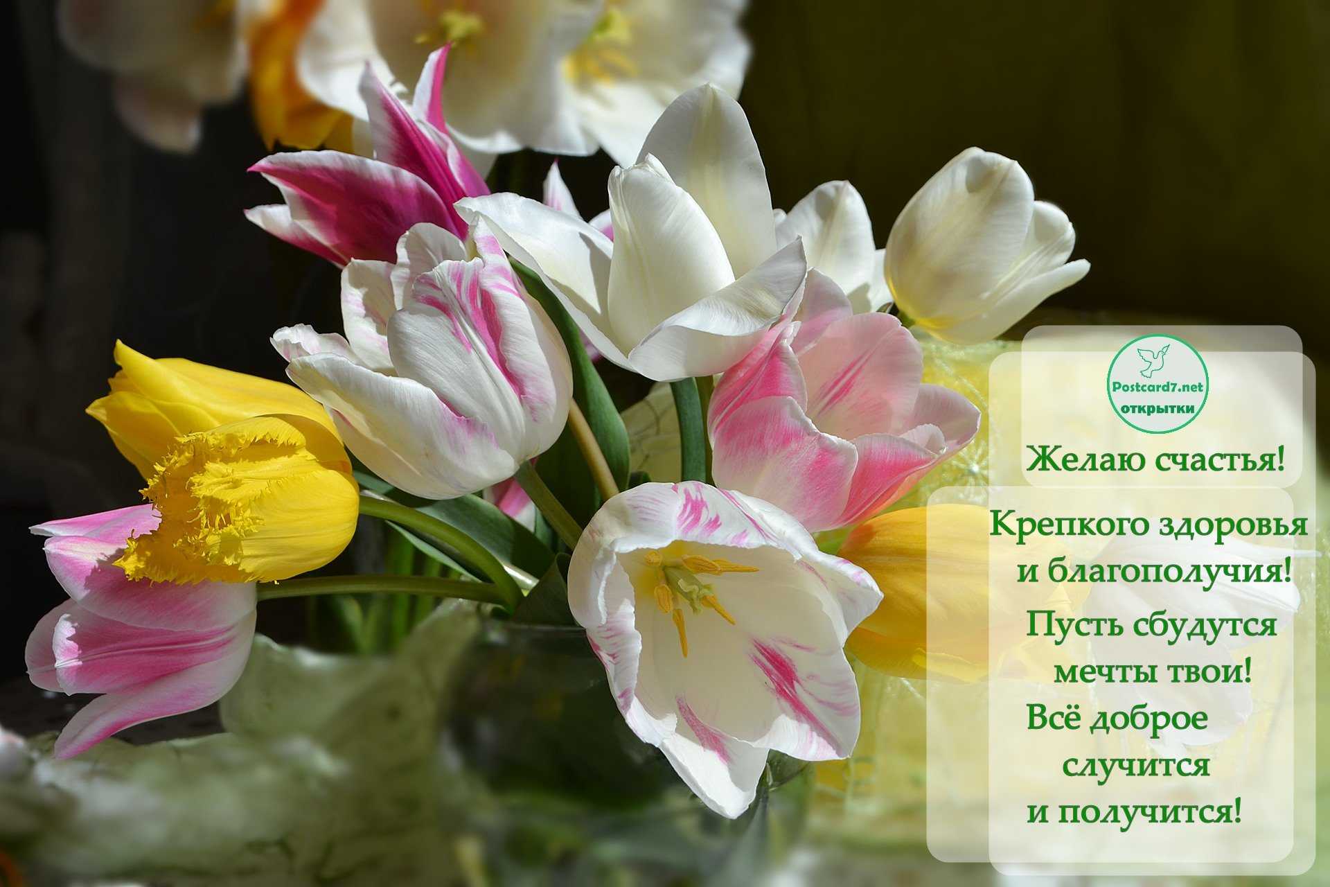 День тюльпанов 🌷 красивые стихи, легенды, описание, прекрасные открытки 💐