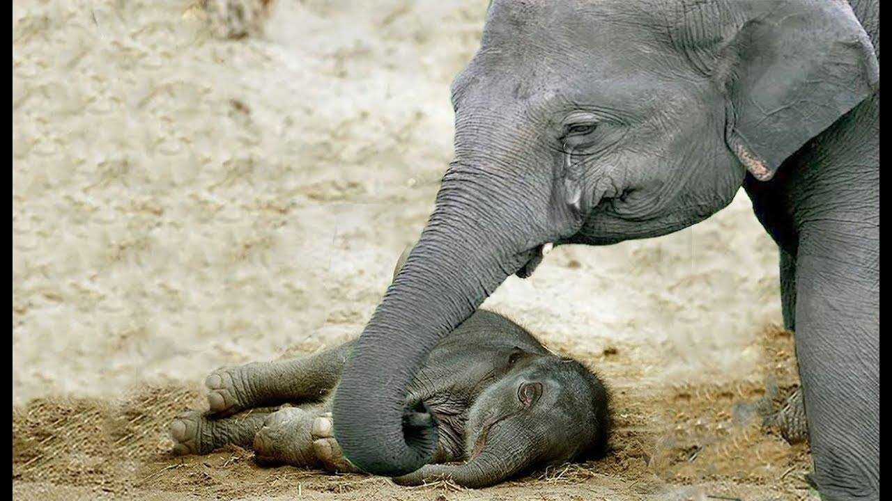 Сколько длиться беременность у слоних: почему у слонов самый долгий период вынашивания детеныша